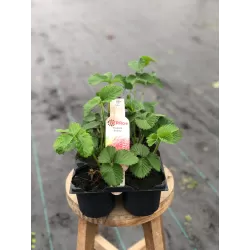 Braškė - Fragaria ananassa SYMPHONY (vėlyva)