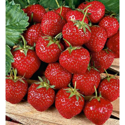 Strawberry - Fragaria x ananassa RUBIS DE JARDINS