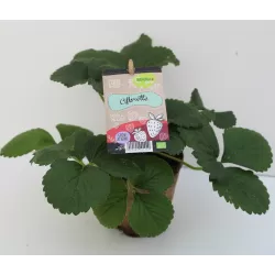 Braškė - Fragaria CIFLORETTE (labai ankstyva)