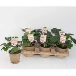 Braškė - Fragaria CIFLORETTE (labai ankstyva)