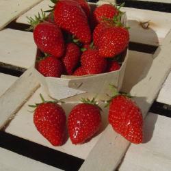 Strawberry - Fragaria x ananassa CIRAFINE