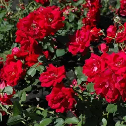 Rožė - Rosa CHAMPLAIN