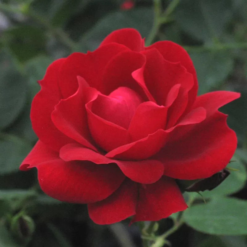 Rosa CHAMPLAIN