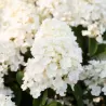 Šluotelinė hortenzija - Hydrangea paniculata Living LITTLE BLOSSOM