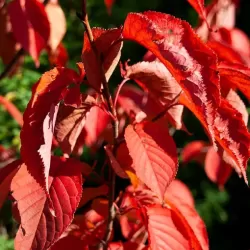 Sakurų medžiai ir sodinukai su pristatymu į namus Lietuvoje