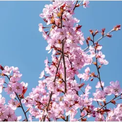 Sakura trees with home delivery