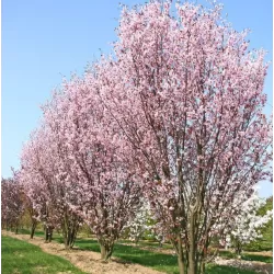 Sakura trees with home delivery