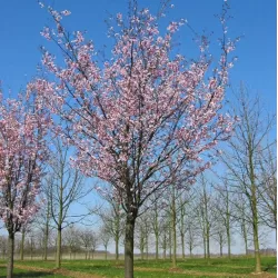 Sakura trees with home delivery