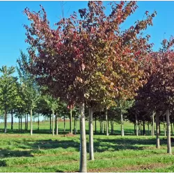 Sakura trees with home delivery