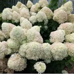 Šluotelinė hortenzija - Hydrangea paniculata Living SUMMER SNOW