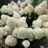 Šluotelinė hortenzija - Hydrangea paniculata Living SUMMER SNOW
