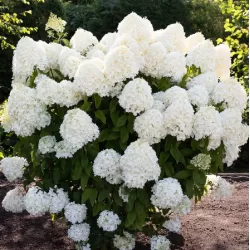 Šluotelinė hortenzija - Hydrangea paniculata Living SUMMER SNOW