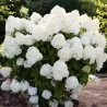 Šluotelinė hortenzija - Hydrangea paniculata Living SUMMER SNOW