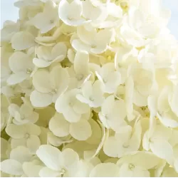 Šluotelinė hortenzija - Hydrangea paniculata Living SUMMER SNOW