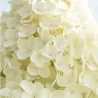 Šluotelinė hortenzija - Hydrangea paniculata Living SUMMER SNOW