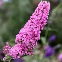 Buddleja davidii PINK DELIGHT