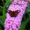 Buddleja davidii PINK DELIGHT