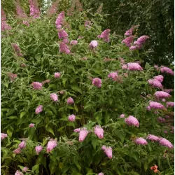 Buddleja davidii PINK DELIGHT