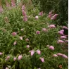Buddleja davidii PINK DELIGHT