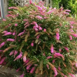 Buddleja davidii PINK DELIGHT