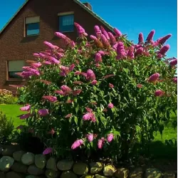 Buddleja davidii PINK DELIGHT