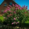 Buddleja davidii PINK DELIGHT