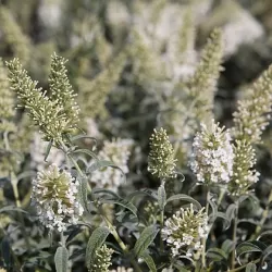 Davido budlėja - Buddleja davidii WHITE BALL