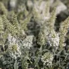 Davido budlėja - Buddleja davidii WHITE BALL