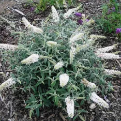 Buddleja davidii WHITE BALL