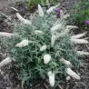 Davido budlėja - Buddleja davidii WHITE BALL