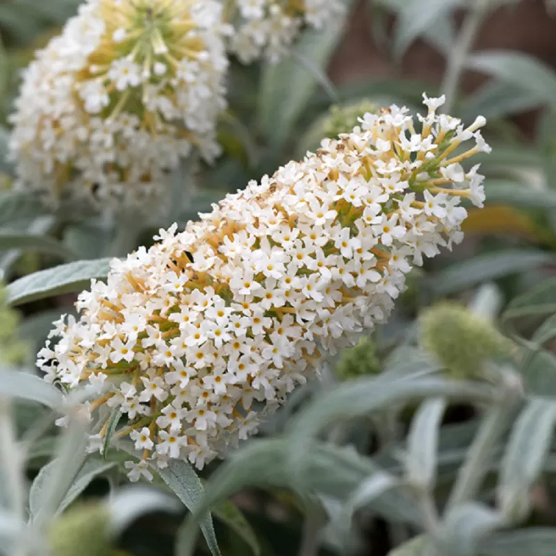 Davido budlėja - Buddleja davidii WHITE BALL