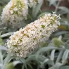 Davido budlėja - Buddleja davidii WHITE BALL