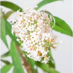 Davido budlėja - Buddleja davidii WHITE BALL