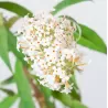 Davido budlėja - Buddleja davidii WHITE BALL