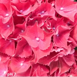 Darželinė hortenzija - Hydrangea macrophylla RED BEAUTY