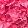 Darželinė hortenzija - Hydrangea macrophylla RED BEAUTY