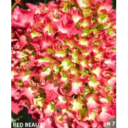 Hydrangea macrophylla RED BEAUTY