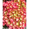 Darželinė hortenzija - Hydrangea macrophylla RED BEAUTY