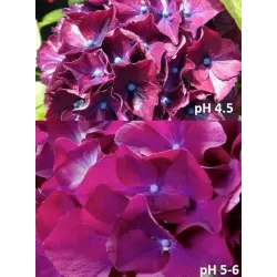 Darželinė hortenzija - Hydrangea macrophylla RED BEAUTY