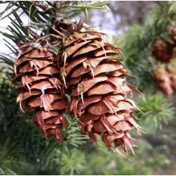 Didžioji pocūgė - Pseudotsuga menziesii