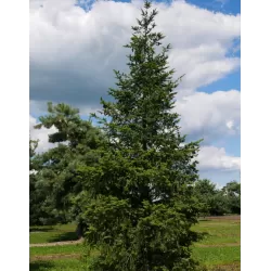 Didžioji pocūgė - Pseudotsuga menziesii