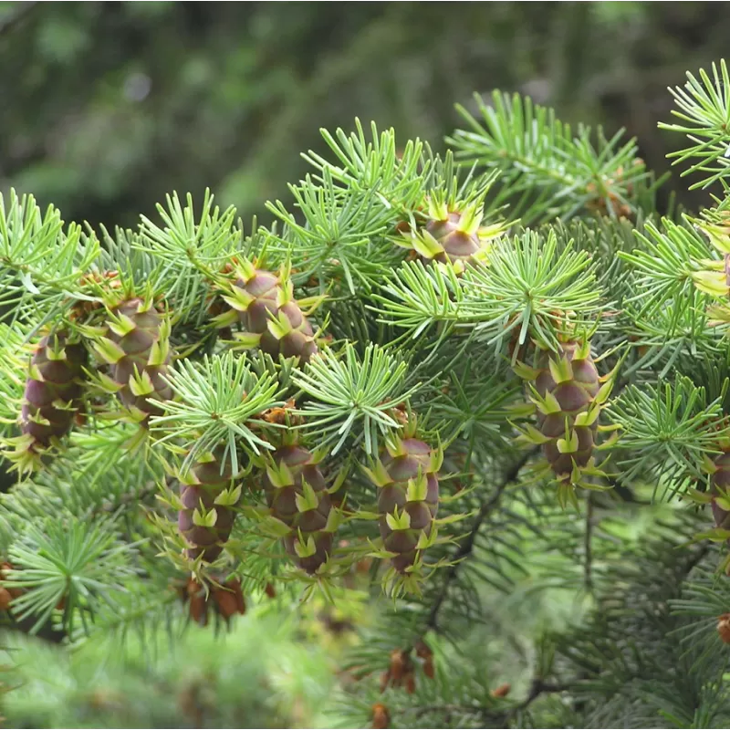 Didžiųjų pocūgių sodinukai su pristatymu į namus
