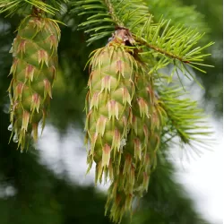 Didžioji pocūgė - Pseudotsuga menziesii