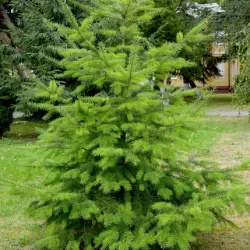 Didžioji pocūgė - Pseudotsuga menziesii