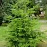 Didžioji pocūgė - Pseudotsuga menziesii