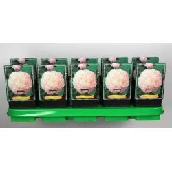 Bijūnas - Paeonia lactiflora Mothers Choice