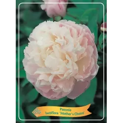 Paeonia lactiflora Mothers Choice P11