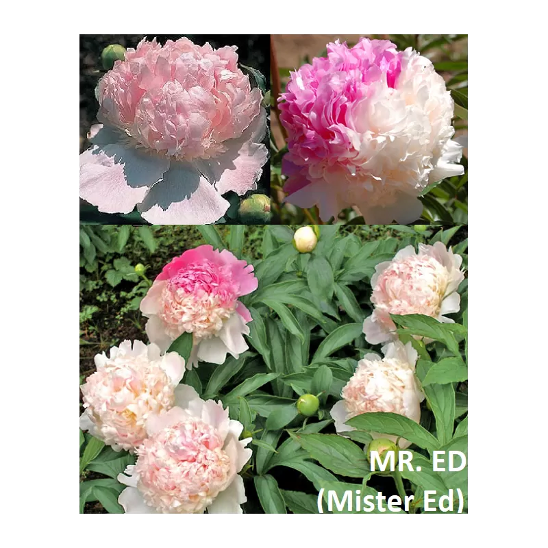 Paeonia lactiflora MISTER ED