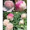 Paeonia lactiflora MISTER ED