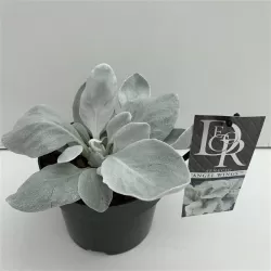 Senecio candidans Angel Wings